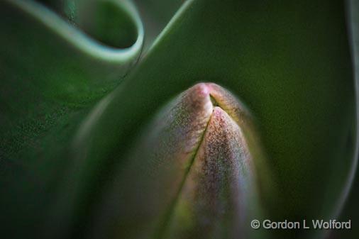 Tulip Bud_24951.jpg - Photographed at Smiths Falls, Ontario, Canada.